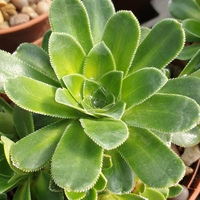 Saxifraga  'Emily Rose'